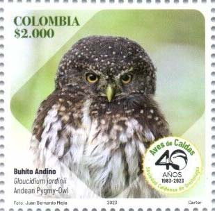Andean Pygmy Owl (Glaucidium jardinii)