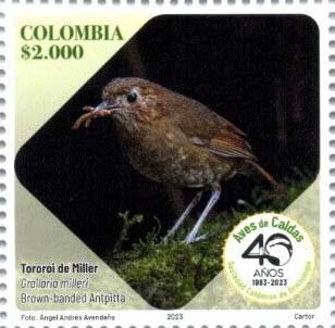 Brown-Banded Antpitta (Grallaria milleri)
