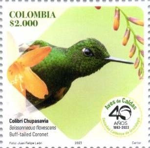 Buff-Tailed Coronet (Boissonneaua flavescens)