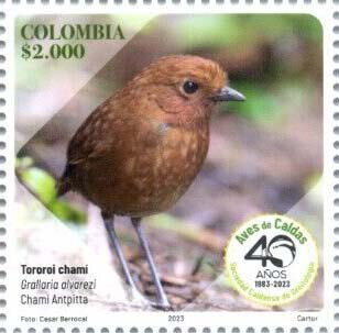 Chamí Antpitta (Grallaria alvarezi)