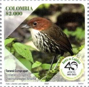 Chestnut-Crowned Antpitta (Grallaria ruficapilla)