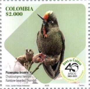 Rainbow-Bearded Thornbill (Chalcostigma herrani)