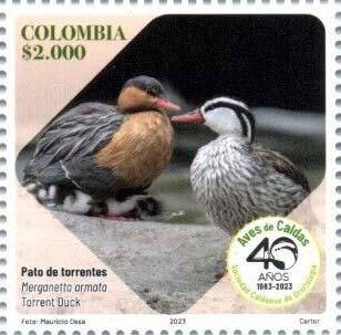 Torrent Duck (Merganetta armata)