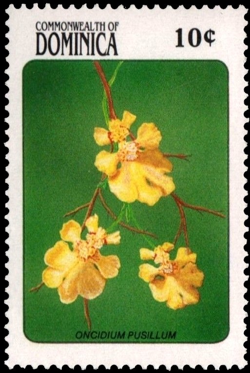 Oncidium Pusillum