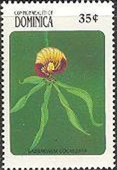 Epidendrum Cochleata