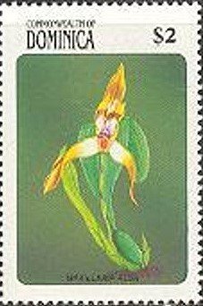 Maxillaria Alba