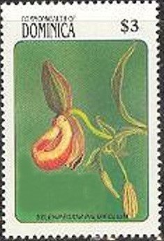 Selenipedium Palmifolium