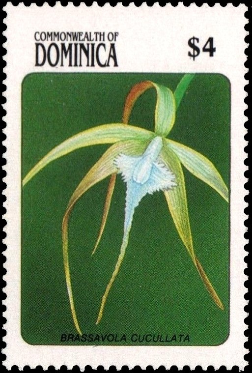 Brassavola Cucullata