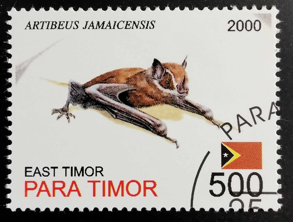 Artibeus Jamaicensis