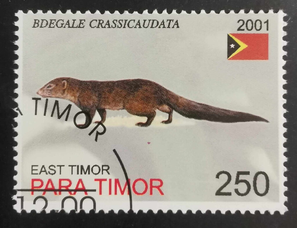 Bdegale Crassicaudata