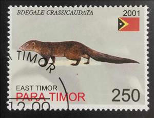 Stamp, Bdegale Crassicaudata, East Timor,  