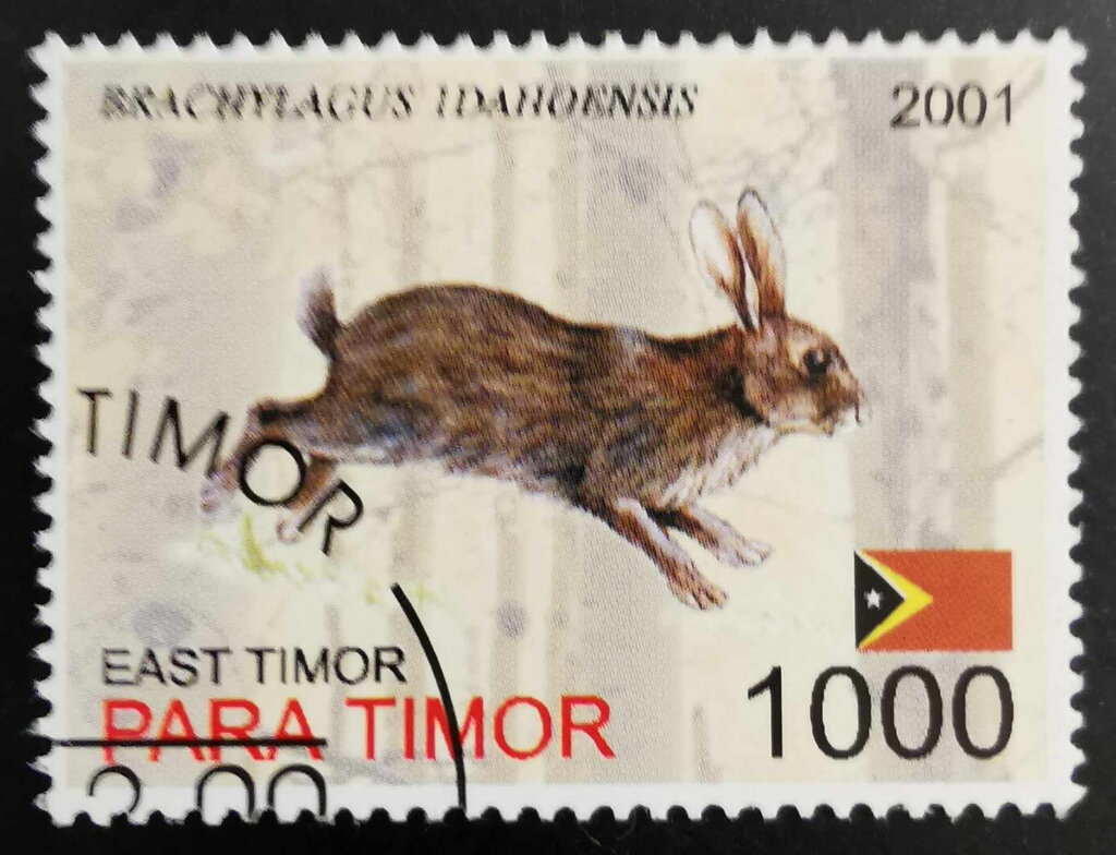 Brachylagus Idahoensis