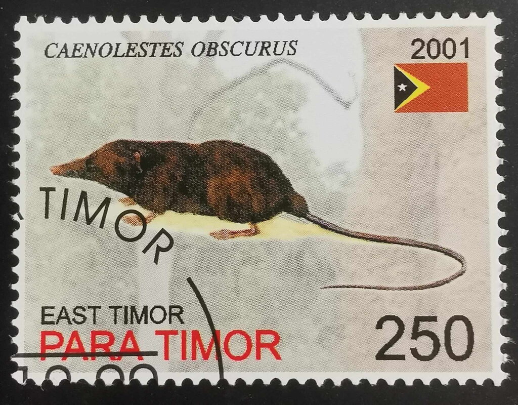 Caenolestes Obscurus
