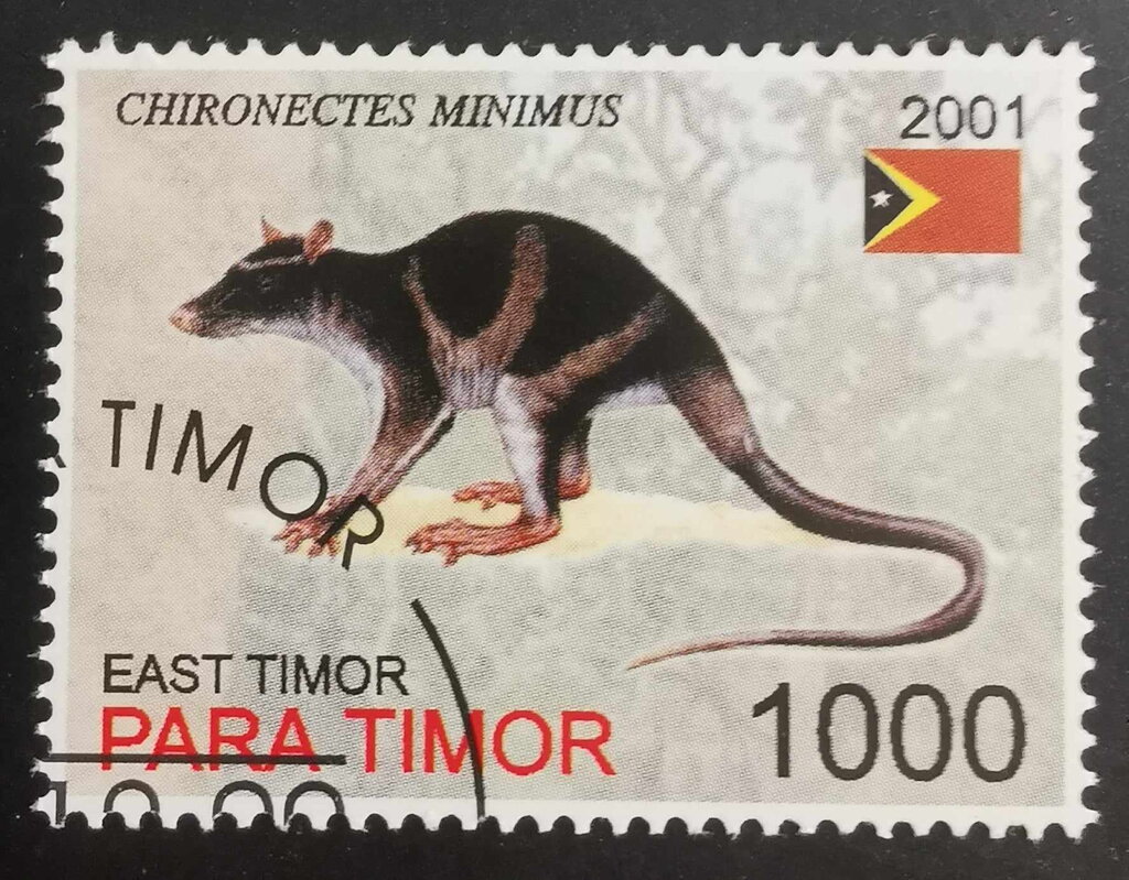 Chironectes Minimus