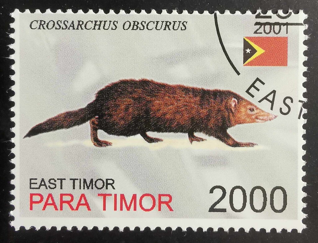 Crossarchus Obscurus