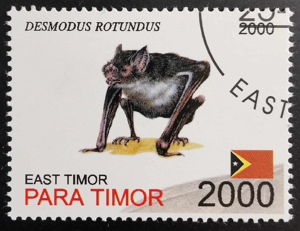Desmodus Rotundus