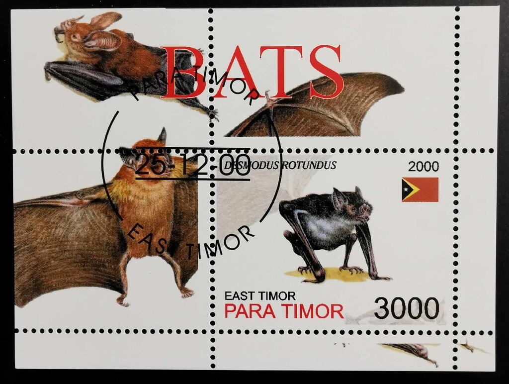 Desmodus Rotundus