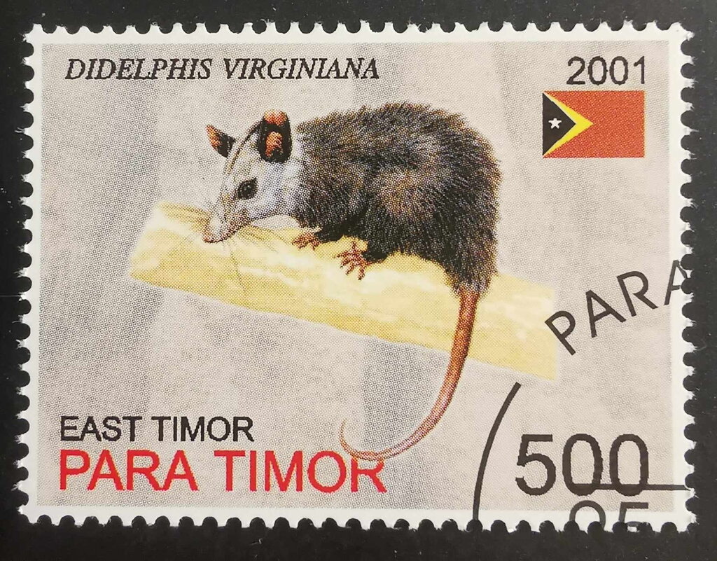 Didelphis Virginiana