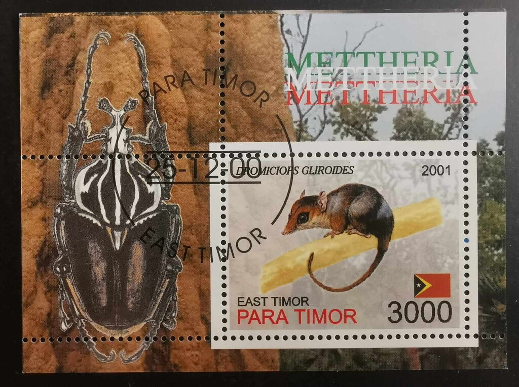 Dromiciops Gliroides