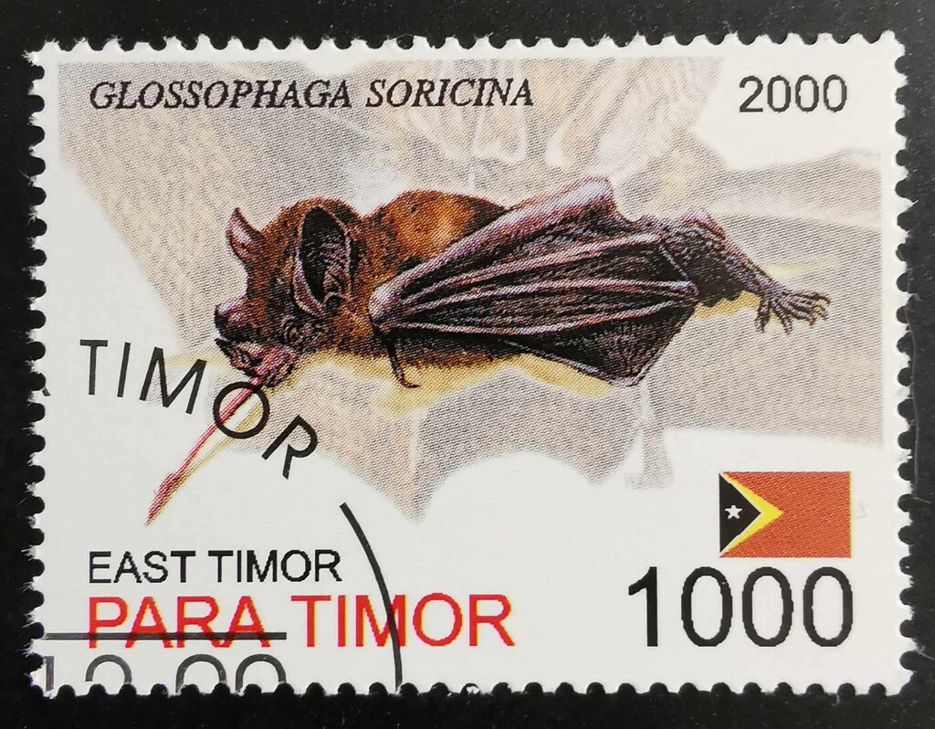 Glossophaga Soricina