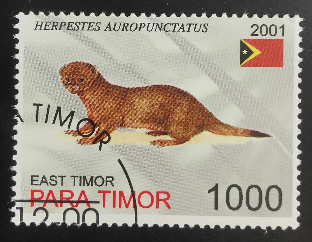 Herpestes Auropunctatus