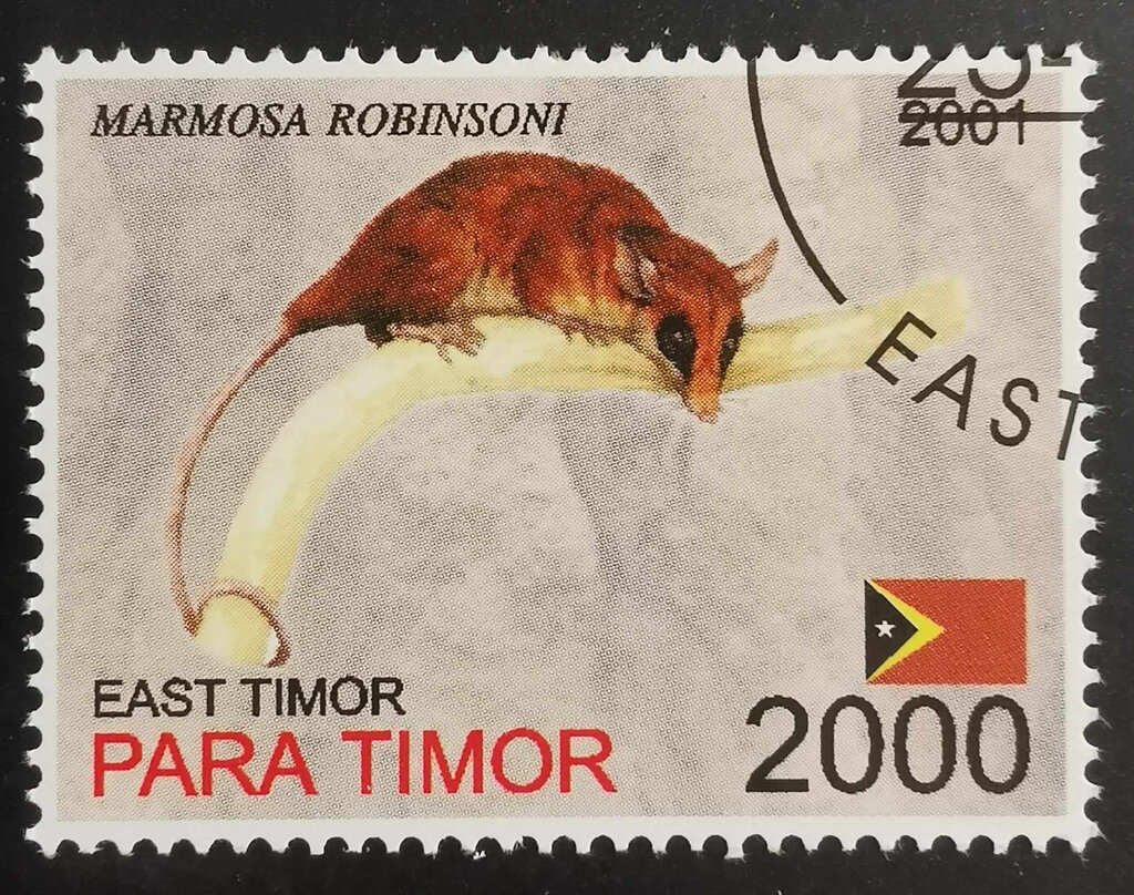 Marmosa Robinsoni