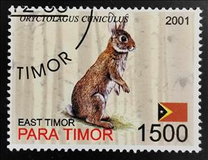 Stamp, Oryctolagus Cuniculus, East Timor,  , Animals (Fauna), Rabbits