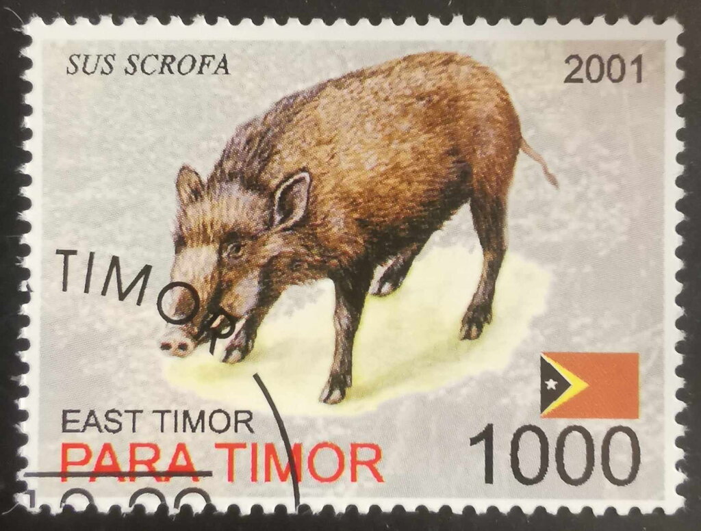 Sus Scrofa