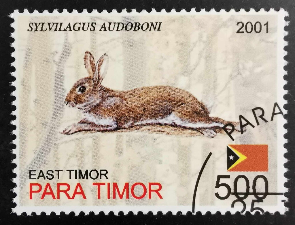 Sylvilagus Audoboni