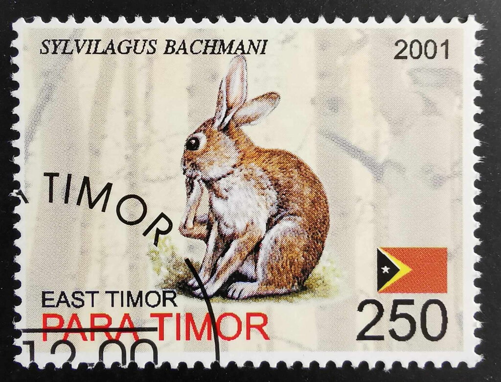 Sylvilagus Bachmani