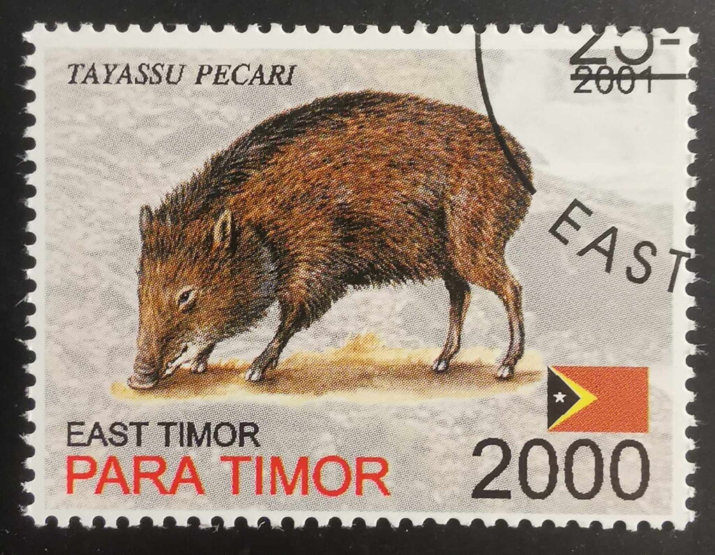 Tayassu Pecari