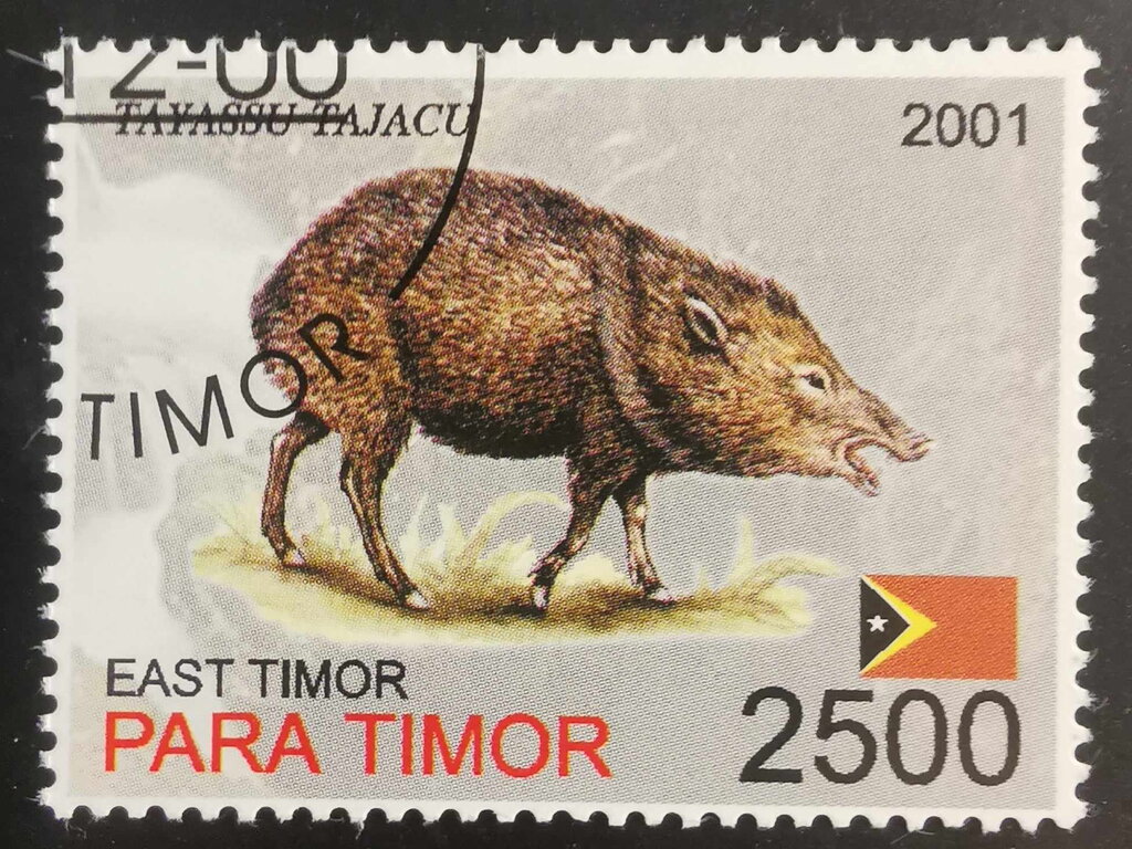 Tayassu Tajacu