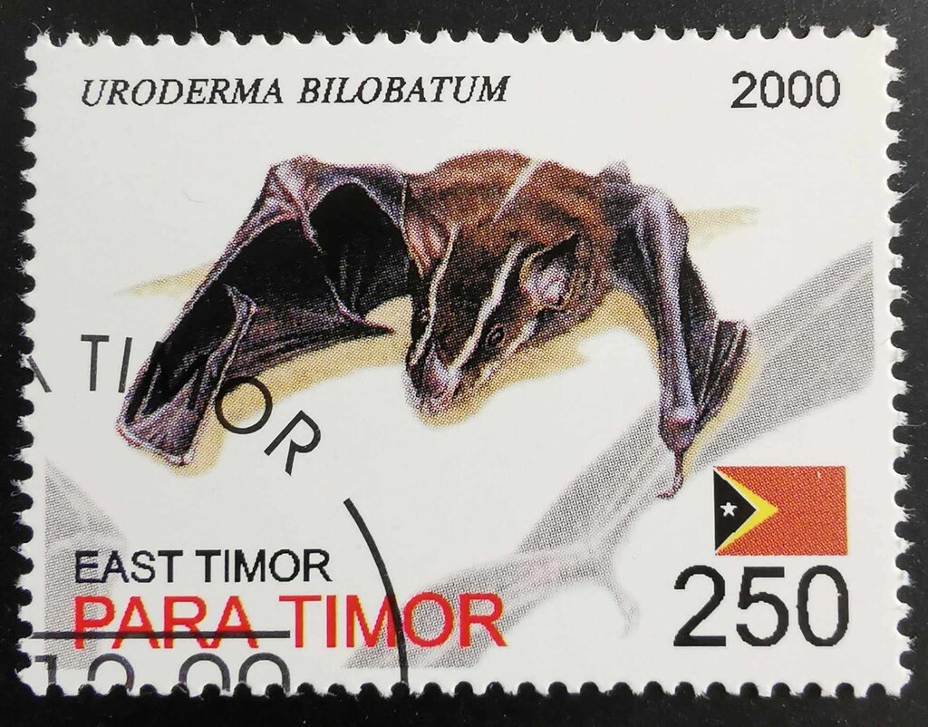 Uroderma Bilobatum
