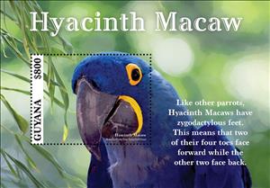 Souvenir Sheet, Hyacinth Macaw, Guyana,  , Animals (Fauna), Birds, Parrots