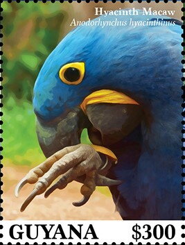 Stamp, Hyacinth Macaw (Anodorhynchus hyacinthinus), Guyana,  , Animals (Fauna), Birds, Parrots