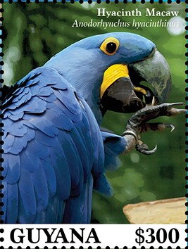 Stamp, Hyacinth Macaw (Anodorhynchus hyacinthinus), Guyana,  , Animals (Fauna), Birds, Parrots