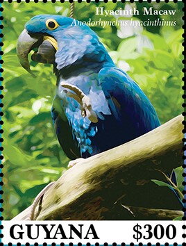 Stamp, Hyacinth Macaw (Anodorhynchus hyacinthinus), Guyana,  , Animals (Fauna), Birds, Parrots