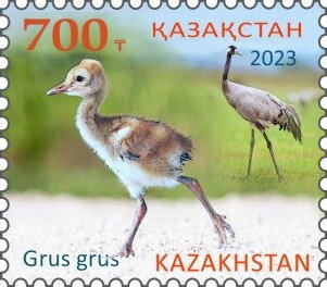 Common Crane (Grus grus)