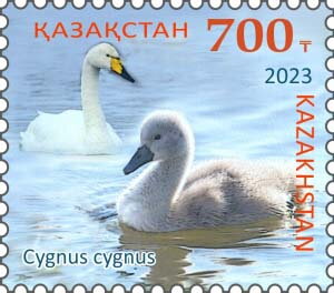 Whooper Swan (Cygnus cygnus)