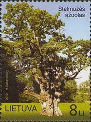The Oak of Stelmuze