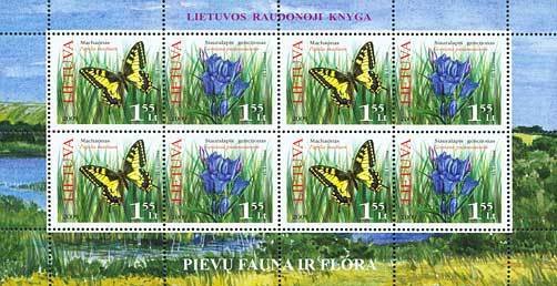 Swallowtail (Papilio machaon), Marsh Gentian (Gentiana pneum