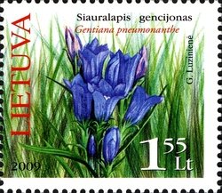 Marsh Gentian (Gentiana pneumonanthe)