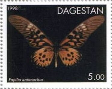 African Giant Swallowtail (Papilio antimachus)