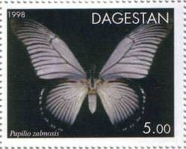 Giant blue Swallowtail (Papilio zalmoxis)