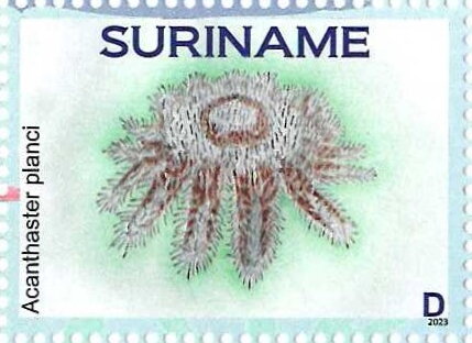 Acanthaster planci