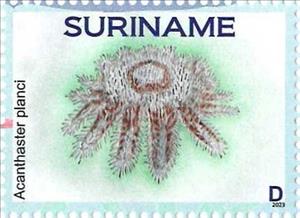 Stamp, Acanthaster planci, Suriname,  , Starfish