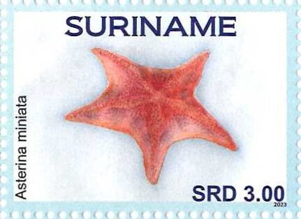 Asterina miniate