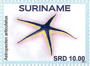 Stamp, Astropecten articulatus, Suriname,  , Starfish
