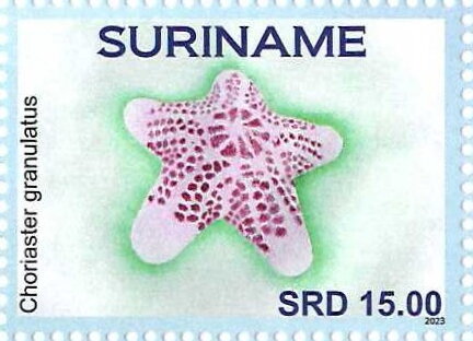 Choriaster granulatus