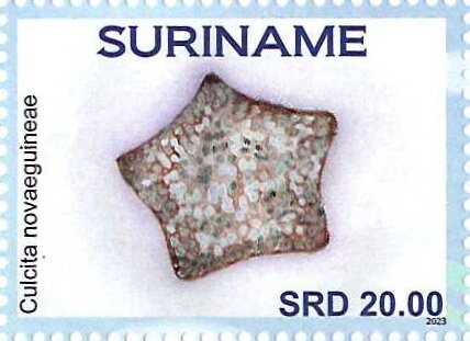 Culcita novaeguineae